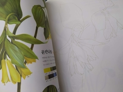 Botanical Art Easy Drawing Coloring Book
