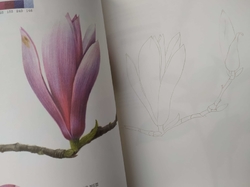 Botanical Art Easy Drawing Coloring Book