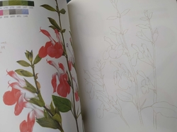 Botanical Art Easy Drawing Coloring Book