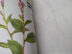 Botanical Art Easy Drawing Coloring Book
