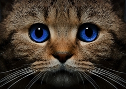 BLUE-EYED CAT (Modrooká kočka) - Diamond painting - 38 x 27 cm