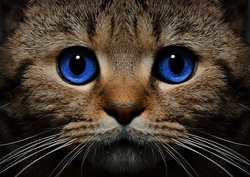 BLUE-EYED CAT (Modrooká kočka) - Diamond painting - 38 x 27 cm