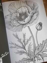 AMAZING FLOWERS - 50 Beautiful Floral Designs