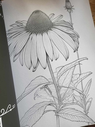 AMAZING FLOWERS - 50 Beautiful Floral Designs
