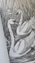 Birds & Flowers Coloring Book for Adults - Mia Quinn