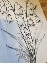 Botanical Flowers Coloring Book -  Anastasia Anemone