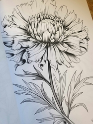 Botanical Flowers Coloring Book -  Anastasia Anemone