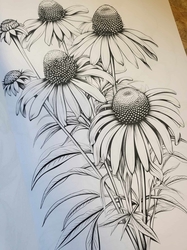 Botanical Flowers Coloring Book -  Anastasia Anemone