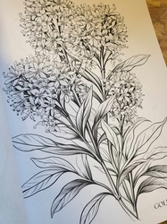 Botanical Flowers Coloring Book -  Anastasia Anemone