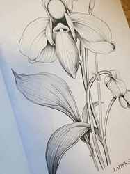 Botanical Flowers Coloring Book -  Anastasia Anemone