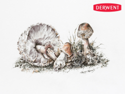 DERWENT Tinted Charcoal - sada tónovaných uhlů - sada 12 ks - ukázka