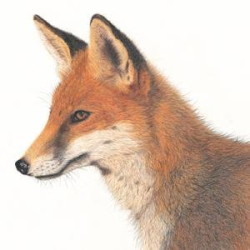 DERWENT Drawing
