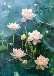 Puzzle Cherry Pazzi Good Times - White Lotus - BÍLÝ LOTUS - 1000 dílků