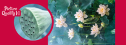 Puzzle Cherry Pazzi Good Times - White Lotus - BÍLÝ LOTUS - 1000 dílků
