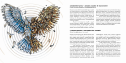 Symetrie - Zdumiewający świat niezwykłych harmonii - Kerby Rosanes - polské vydání