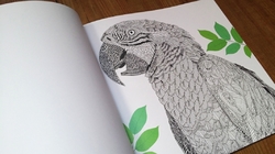 The Aviary - Bird Portraits to Colour