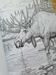 Wild Animal 2 Coloring Book - Max Brenner 