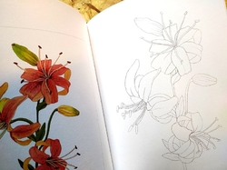 Wildflower botanical coloring book - KOREA